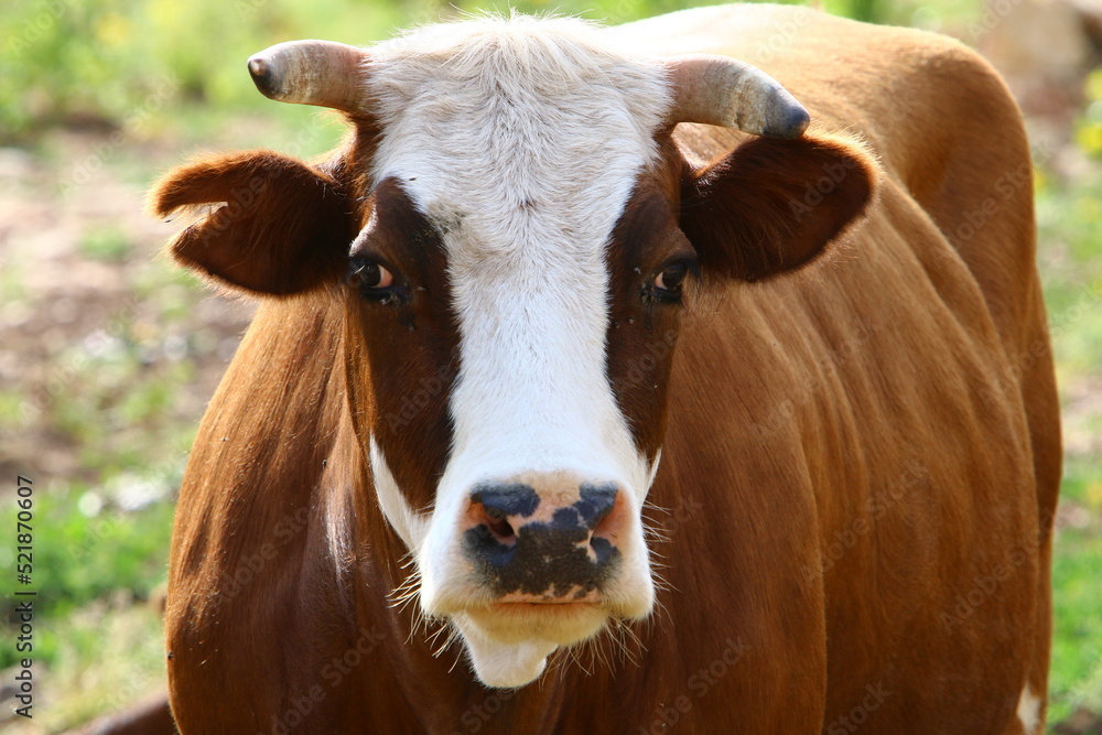 A herd of cows is grazing in a forest clearing. A herd of cows is grazing in a forest clearing.