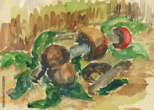 Watercolor vector drawing of fresh mushrooms from forest