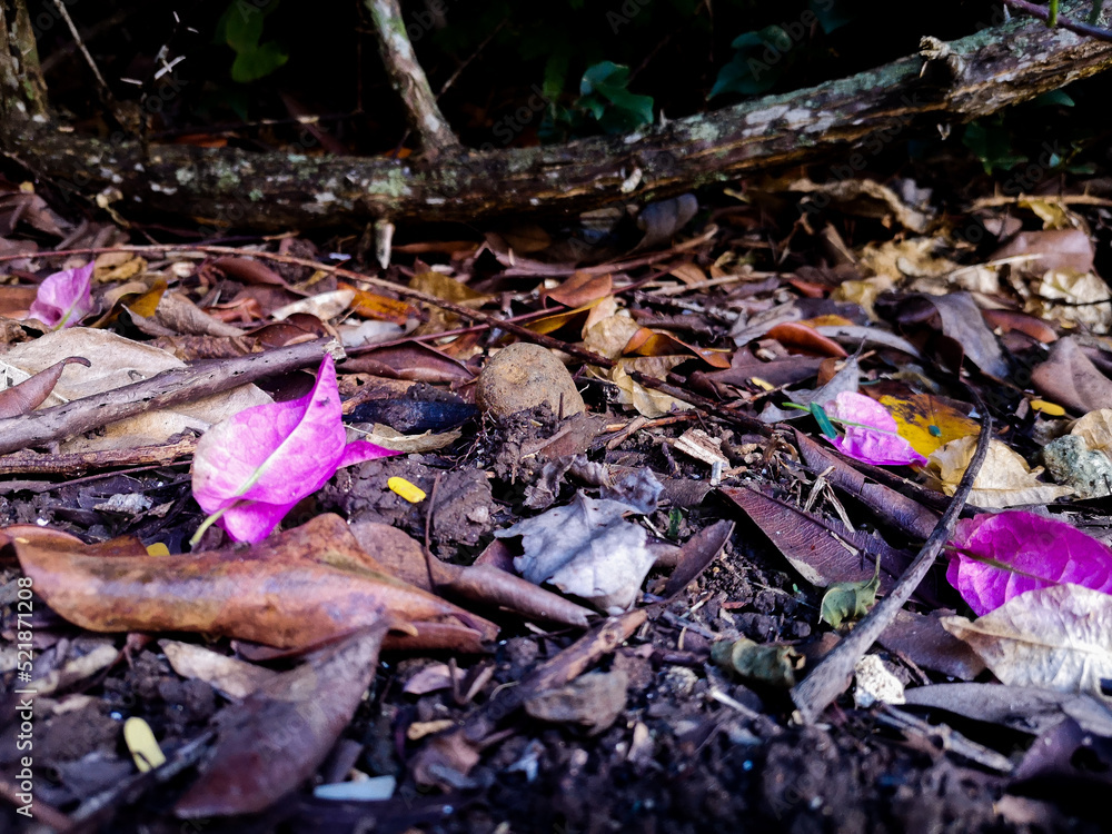 Humid ground with still life: leaves and bougainvillea petals before organic decomposition Humid ground with still life: leaves and bougainvillea petals before organic decomposition