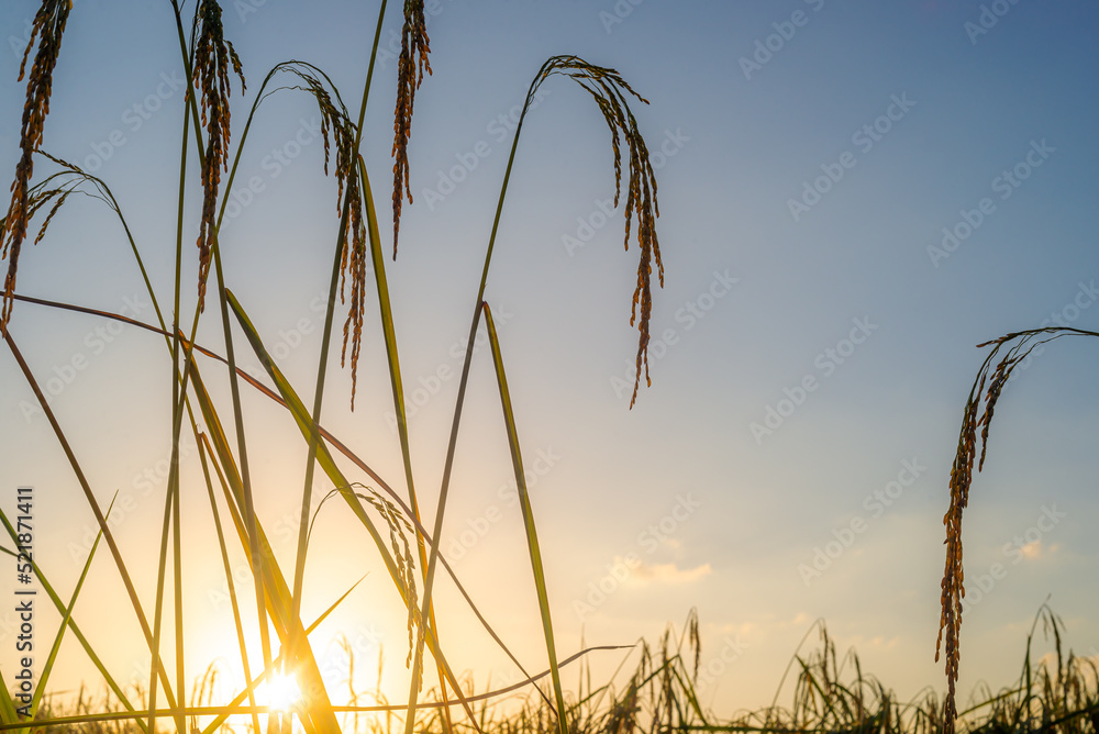 Fototapeta premium Green field rural countryside