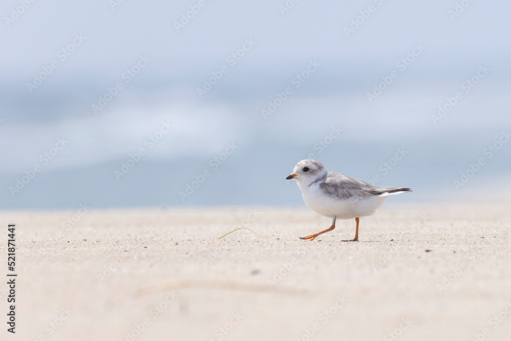 piping plover babies (Charadrius melodus) piping plover babies (Charadrius melodus)