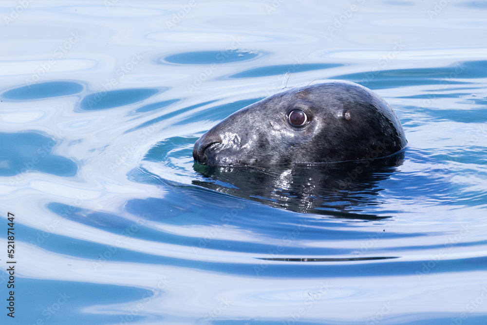 Fototapeta premium Grey seal (Halichoerus grypus) portrait