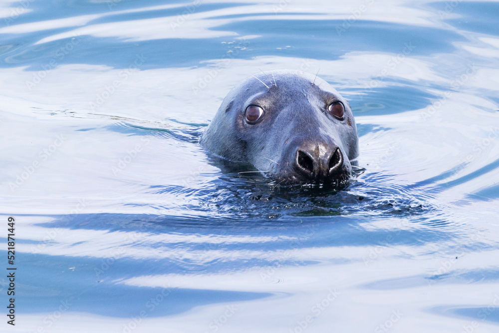 Obraz premium Grey seal (Halichoerus grypus) portrait