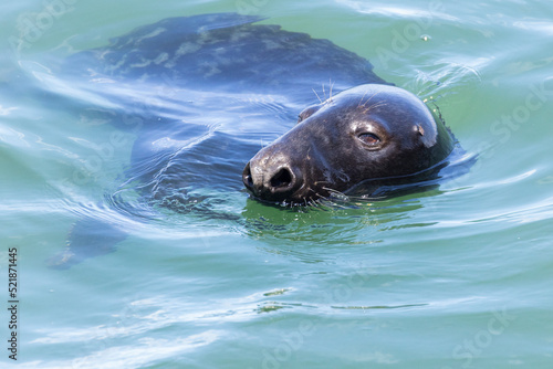 Grey seal (Halichoerus grypus) portrait