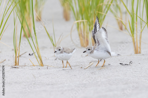  piping plover babies (Charadrius melodus) 