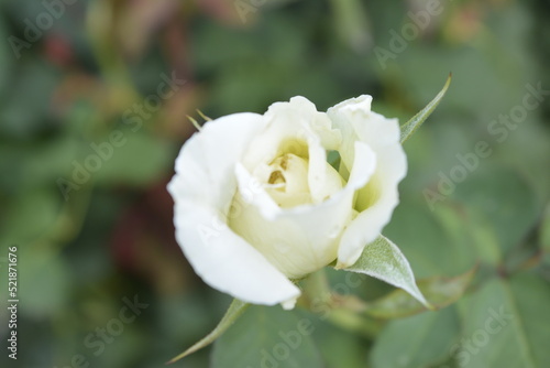 single white rose