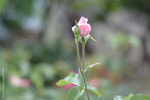 pink rose bud