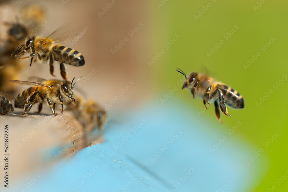 A guard bee checking incoming forager honey bee workers. A guard bee checking incoming forager honey bee workers.