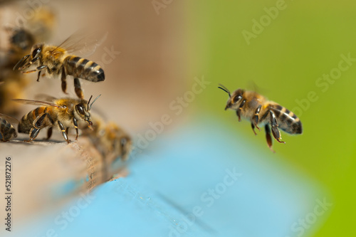 A guard bee checking incoming forager honey bee workers. 