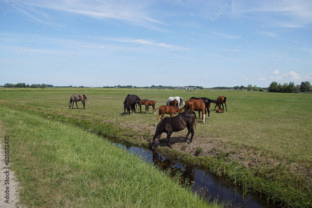 Obraz premium Pasture landscape. Horses grazing in the meadow, drinking the water in a ditch. Summer in the Netherlands. Near the village Bergen in North Holland 
