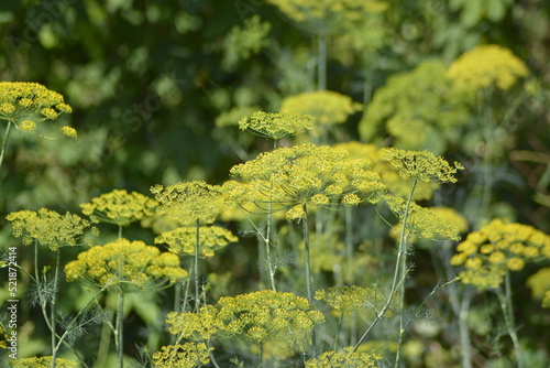 flowers in the garden