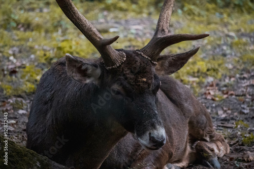 elk in the park © Hannes