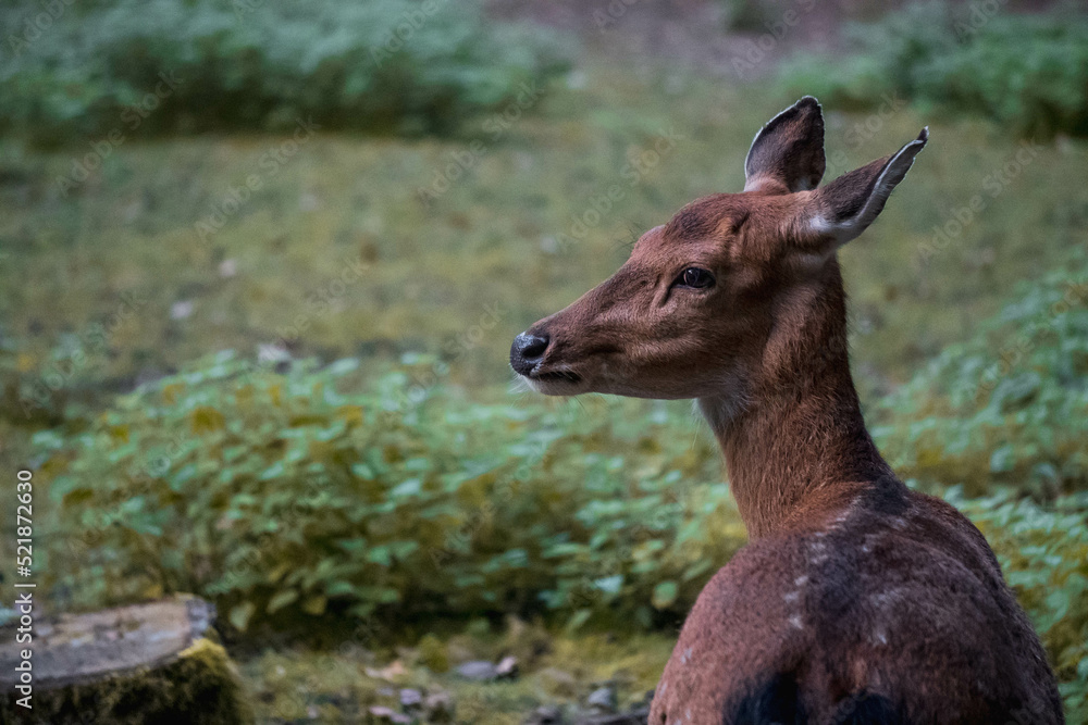 deer in the woods deer in the woods