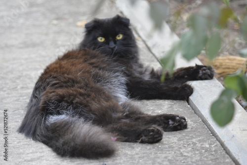 black and white cat