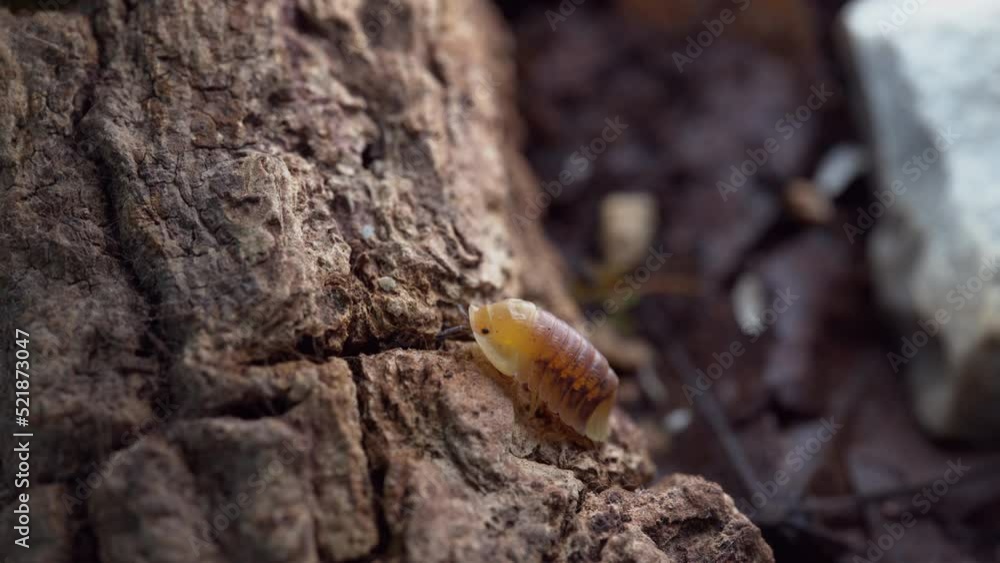 Cubaris sp. Rubber ducky. Isopod crawling on the ground Cubaris sp. Rubber ducky. Isopod crawling on the ground