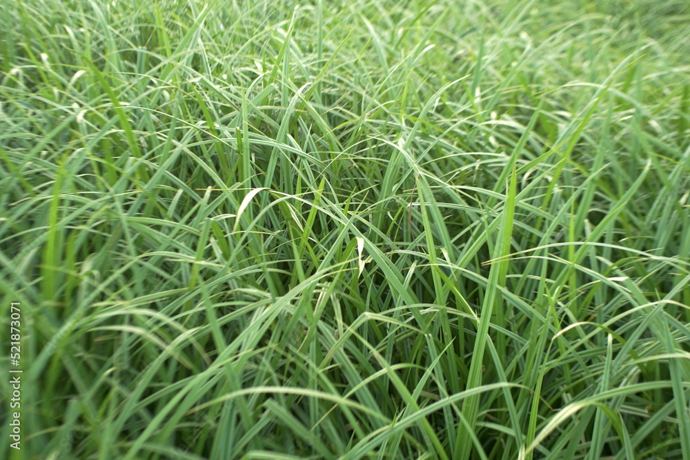 beautiful young green sedge growing beautiful young green sedge growing