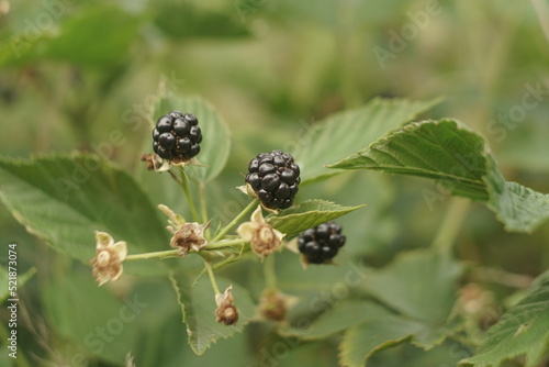 Blackberry Bush With Ripe Berries