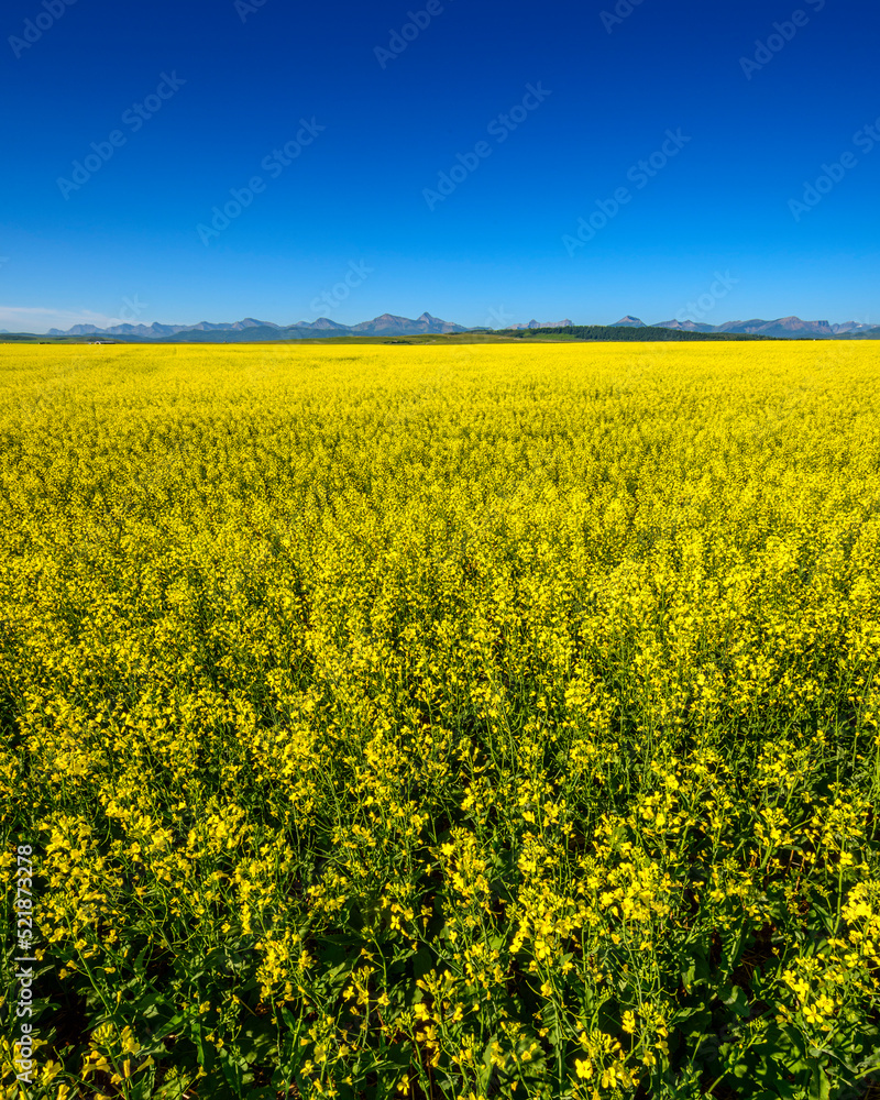 Canola Field in Bloom Canola Field in Bloom