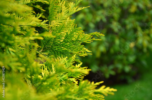 Evergreen leaves of lime color Thuja brabant . Close up outdoors photo. Landscaping  or Christmas greeting concept.