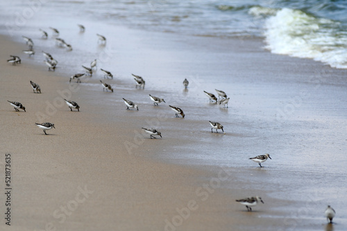 baby seagulls walking and eating Spotted Lanternfly bugs on the beach © allen