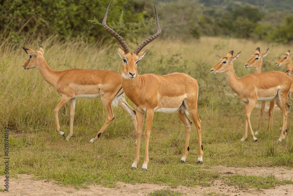 Herd of impalas staying in national park in South Africa Herd of impalas staying in national park in South Africa