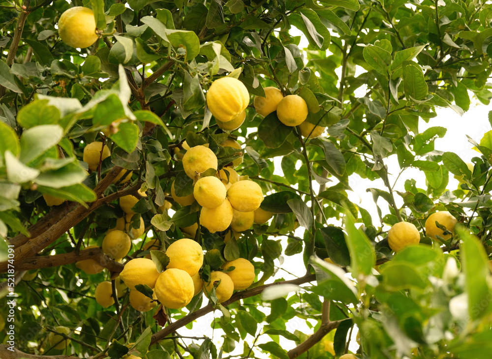 Yellow citrus lemon fruits and green leaves on lemon tree branch in sunny garden. Close-up of lemons hanging from a tree in a lemon grove.