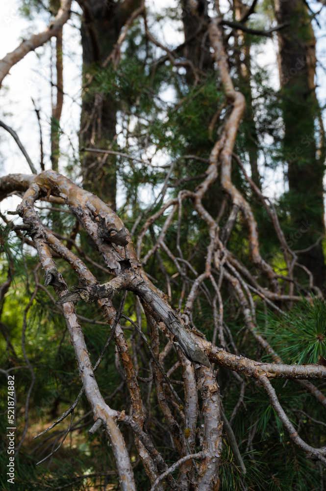 Beautiful nature background. Dry crooked branches. Beautiful nature background. Dry crooked branches.