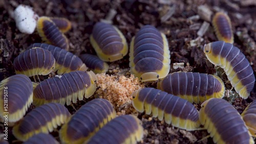 Cubaris sp. Lemon Blue.  Isopod is eating