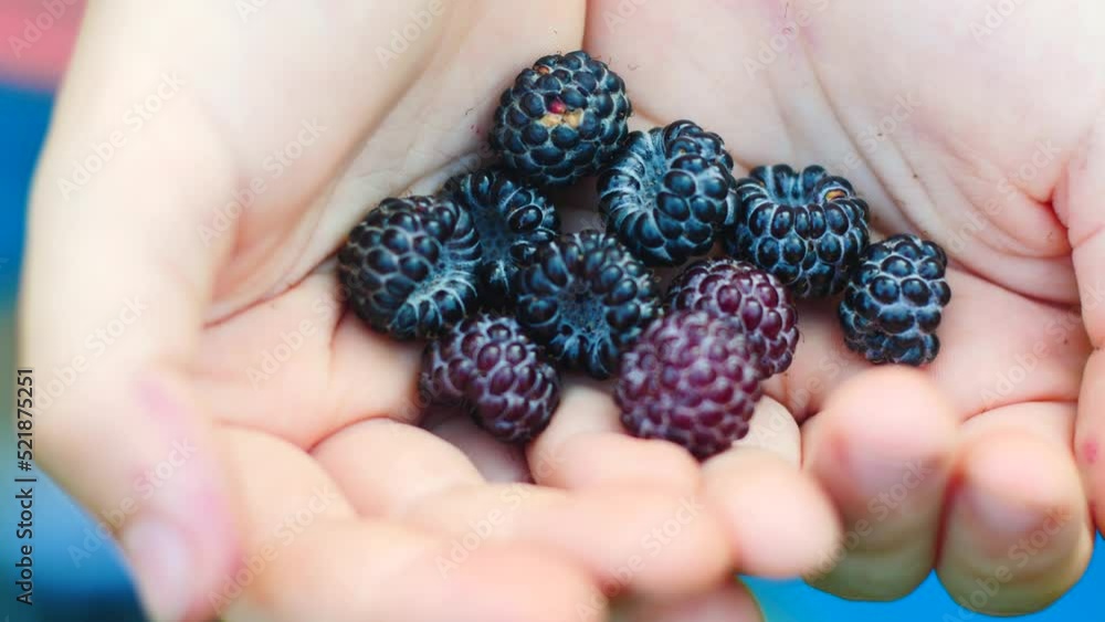 in children's hands a handful of fresh ripe blackberries, close-up. Children eat healthy berries in summer. Blackberry harvest in the hands of a child. Delicious berries in the palms in children's hands a handful of fresh ripe blackberries, close-up. Children eat healthy berries in summer. Blackberry harvest in the hands of a child. Delicious berries in the palms
