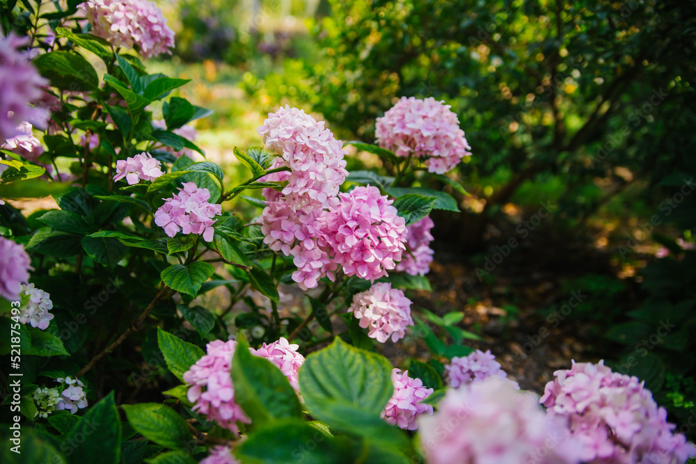 Pink hydrangea flower close-up on the background of natural leaves. A pink hydrangea bush in bloom in the spring garden. Elegant pink wedding hydrangea. Pink hydrangea flower close-up on the background of natural leaves. A pink hydrangea bush in bloom in the spring garden. Elegant pink wedding hydrangea.
