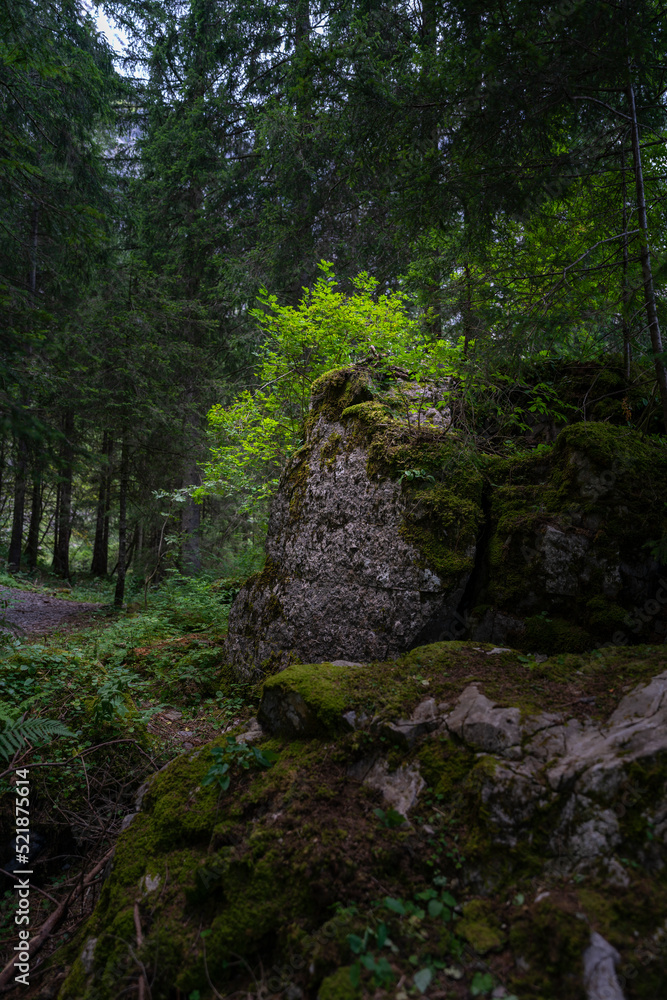 ein Findling im Wald, überwachsen mit kleinen Bäumen, Gebüsch, Gras und Heidelbeeren. im dunklen Wald beleuchtet die Sonne saftig grüne Pflanzen auf einem Felsblock ein Findling im Wald, überwachsen mit kleinen Bäumen, Gebüsch, Gras und Heidelbeeren. im dunklen Wald beleuchtet die Sonne saftig grüne Pflanzen auf einem Felsblock