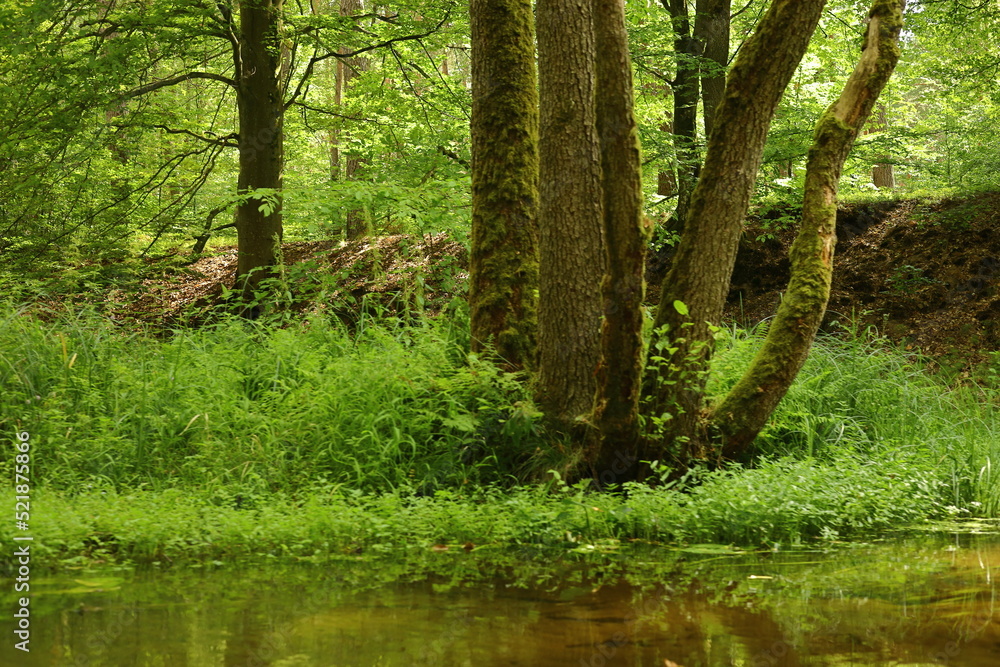 Obraz premium river in the forest