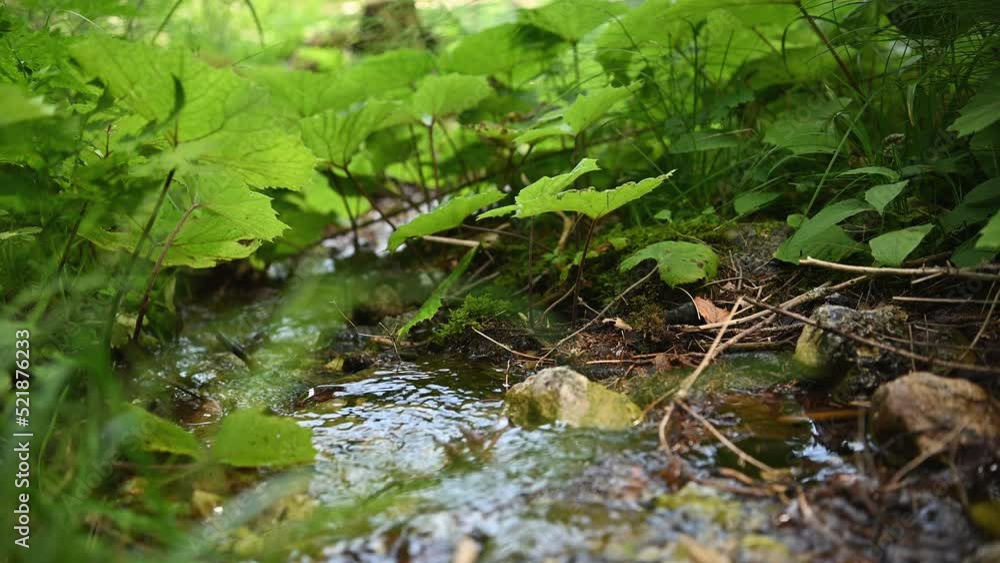 Small Fresh Water Stream. Where the River Begins. Small Fresh Water Stream. Where the River Begins.