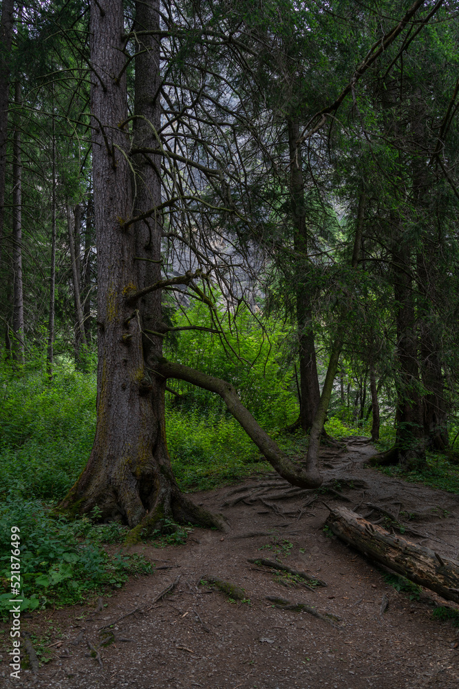 Obraz premium alte Tanne mit einem starken, krummen Ast wie ein zweiter Stamm. Fichte am steilen Abhang im Wald bei Adelboden, Schweiz. 
