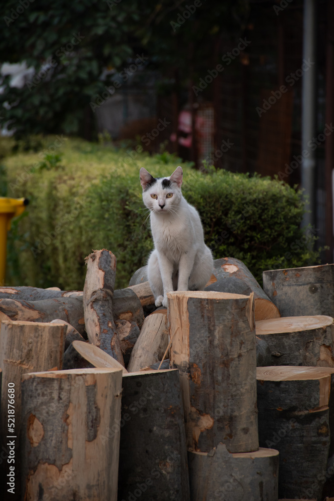 cat on stocks of wood