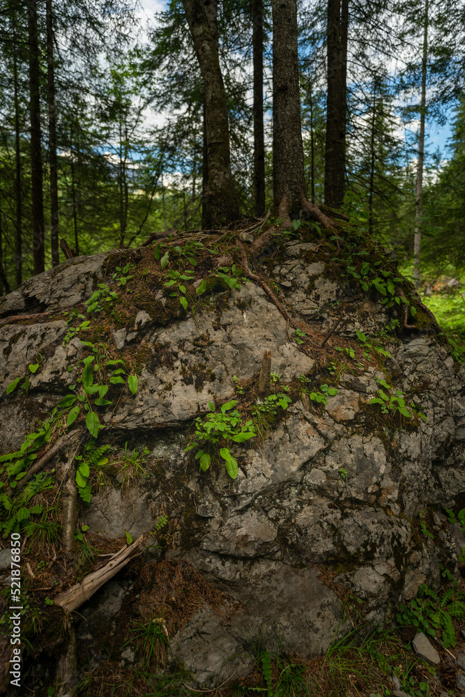eine Fichte wächst auf einem grossen Stein, Wurzelstock mit starken Wurzeln auf einem Findling im Wald. Waldlichtung in Adelboden eine Fichte wächst auf einem grossen Stein, Wurzelstock mit starken Wurzeln auf einem Findling im Wald. Waldlichtung in Adelboden