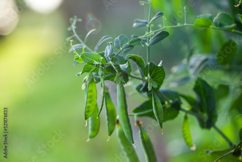 Young fresh green pea pods grow in the vegetable garden on bokeh green background. Pea pods ripening in the garden on sunny summer day. Selective focus.