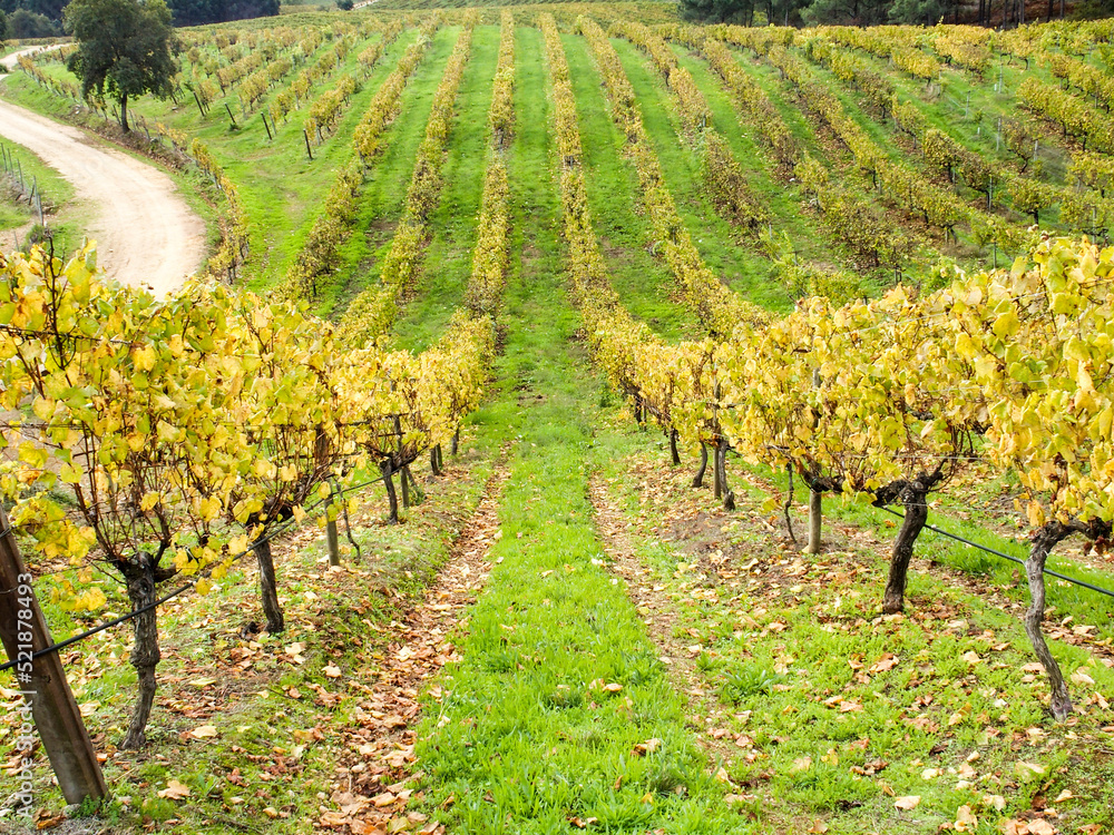Viñedos de uva blanca en la zona de las Rías Baixas. Galicia, España.