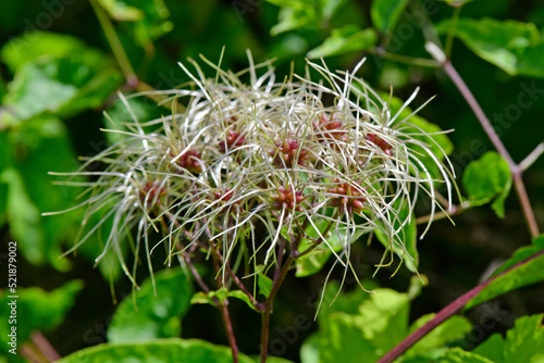 Old man's beard, Traveller's joy // Gewöhnliche Waldrebe (Clematis vitalba) photo