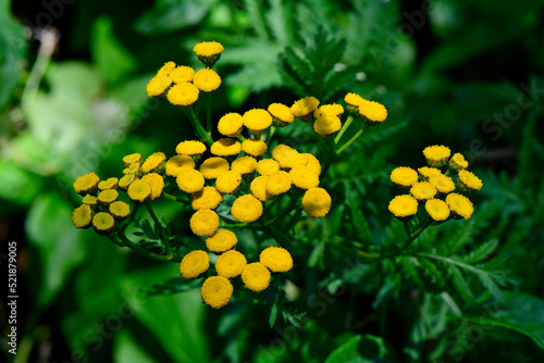 Rainfarn  Wurmkraut    Common tansy  Tanacetum vulgare 