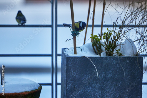 Kohlmeise am Blumenkasten