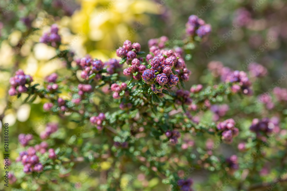 California lilac (ceanothus) buds emerging into bloom California lilac (ceanothus) buds emerging into bloom