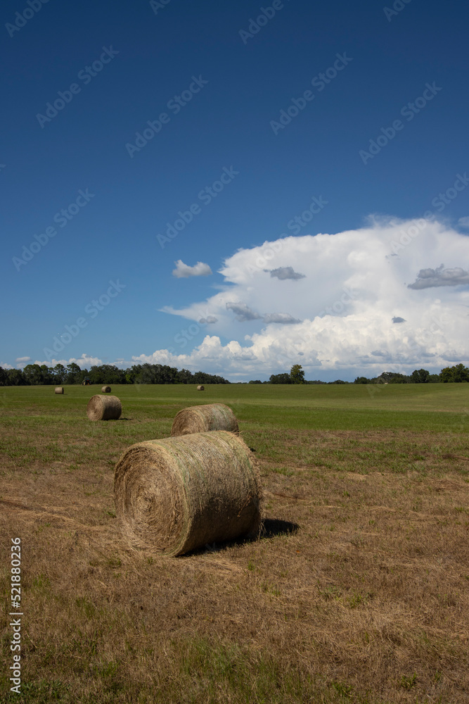 Bales of hay on a Florida ranch