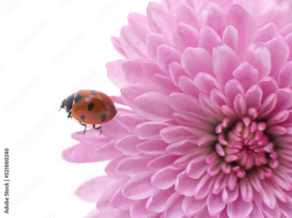 Ladybug on a pink chrysanthemum.