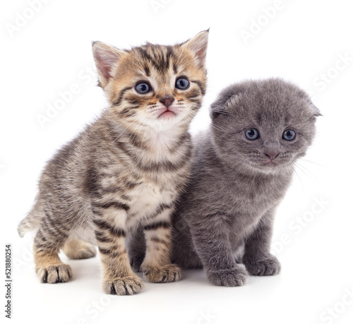 Two small cats. © voren1