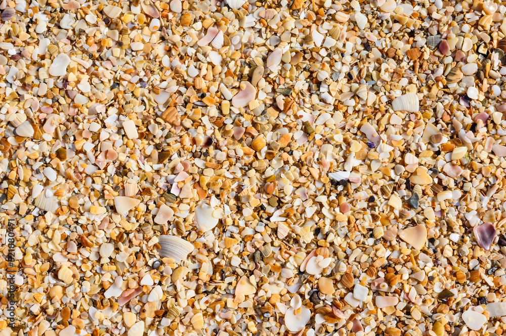 Background of small fragments of shells. The texture of the sea shore. Background of small fragments of shells. The texture of the sea shore.
