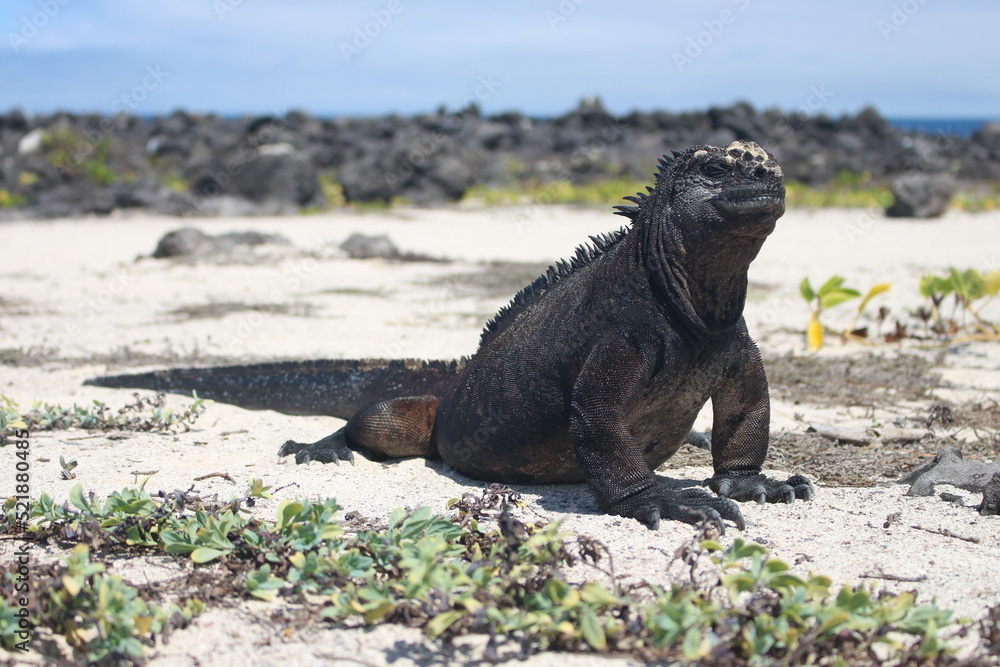Fototapeta premium Amblyrhynchus cristatus at Galapagos marine iguana
