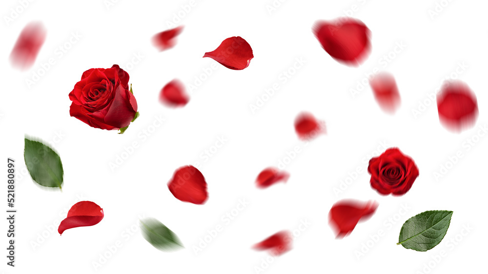 Falling Rose petal, isolated on white background, selective focus Falling Rose petal, isolated on white background, selective focus
