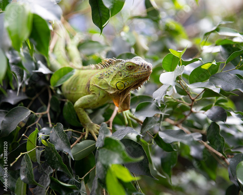 Wallpaper Mural Iguana hides on a tree among green leaves. Reptile. Portrait of a lizard. Macro. Torontodigital.ca