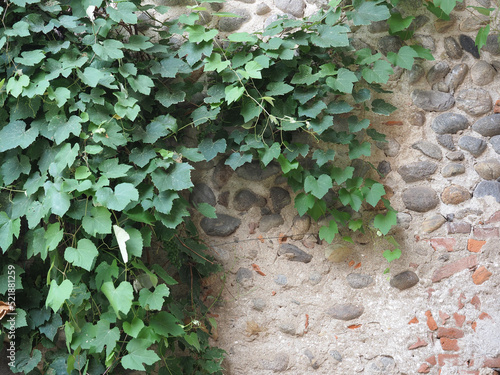 grapevine plant scient. name Vitis vinifera